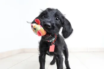 Black puppy with toy in its mouth