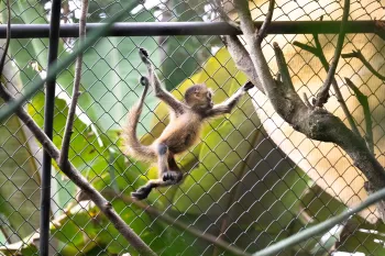 A young spider monkey climbs on the fence of their enclosure at Rescate Wildlife Rescue Center's rehabilitation center on November 17, 2025. Like all the other monkeys at Rescate, this spider monkey lost their mother and/or had negative interactions with humans.