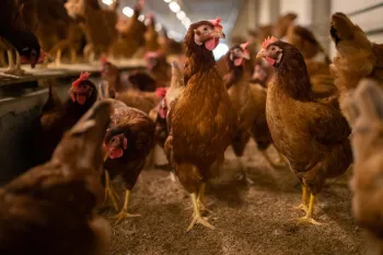 indoor chicken coop filled with brown hens