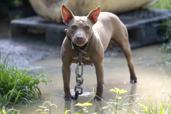 A chained brown dog stands in a muddy puddle