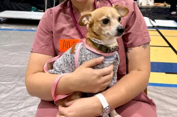 Veterinary worker cradling a small dog
