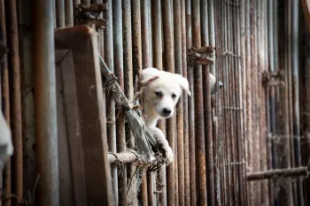 Gwangju Dog Meat Farm white dog looks out