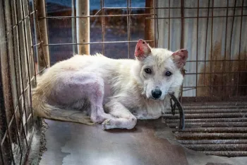 A dog curled up in a cage on a dog meat farm 