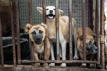 Guanju dog meat farm dogs look around 2026
