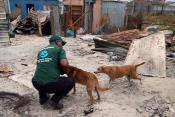 Two dogs after a flood in South Africa
