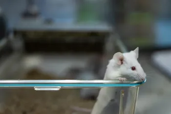 A female mouse stands up to sniff and look over the edge of her container after its lid is opened at a biomedical breeding facility housing 7,000 mice and rats. Several strains of mice, including C57BL/6, are bred at this lab. The animals live either alone in the containers, with breeding partners, or with their young. Undisclosed location, Mexico, 2025. Jo-Anne McArthur / Te Protejo / We Animals