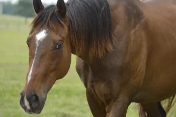 Horse, retired from racing, in a field
