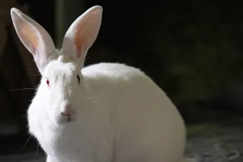 A photo of a white rabbit against a dark background.