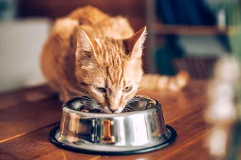 Cat eating out of a stainless steel bowl.