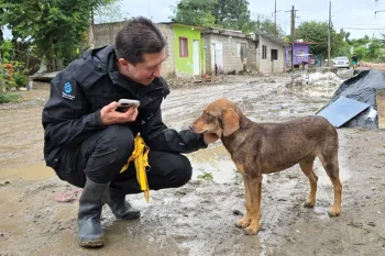Felipe Márquez comforts a dog during a rescue.
