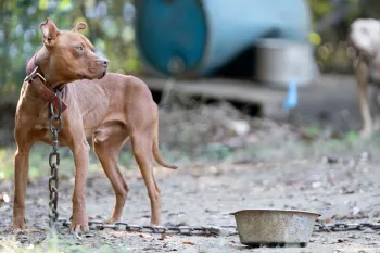 A dog is chained with a heavy chain, outside. 