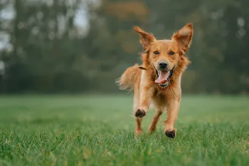 Happy dog running outdoors