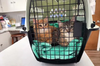 Two kittens in a carrier in the veterinarian's office