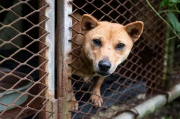 A small tan dog peers through the hole of a rusty metal cage
