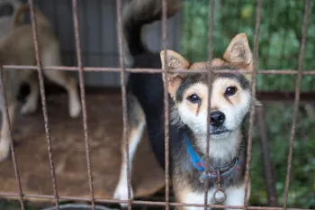 Rescued from a dog meat farm in South Korea