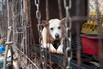 Rescued from a dog meat farm in South Korea