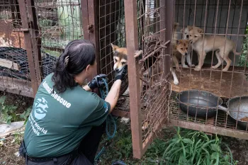 Rescued from a dog meat farm in South Korea