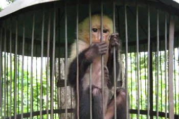 Monkey sitting inside a cylindrical metal cage outdoors.