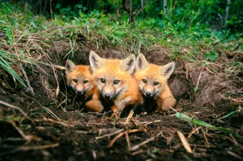 Red fox pups at den in Colorado.