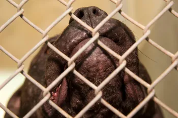Close-up of a dog's face viewed through a chain-link fence