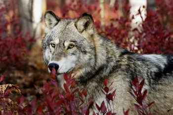 Wolf standing amidst a dense patch of reddish-purple foliage