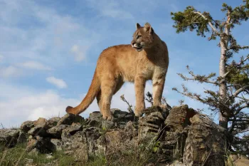 A big cat standing on rocks outdoors.
