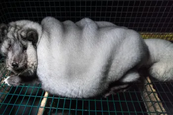 Overweight arctic, or blue, fox on a fox fur farm in Finland, 2017. So-called "monster foxes" are bred to produce larger fur pelts.