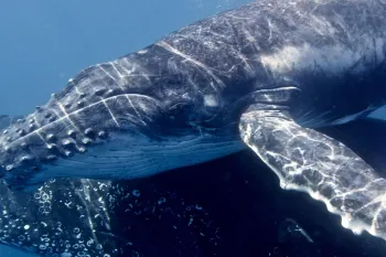 Whales