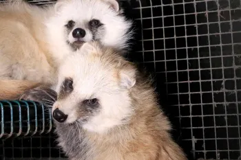hotos from an investigation at a Finnish Fur Farm