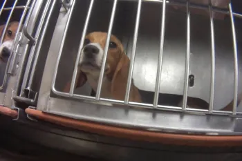 A beagle in a testing facility look out a metal cage