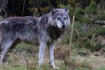 Lone wolf standing in a natural, forested setting. 