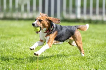 Beagle running across a grassy field with a green tennis ball in its mouth.