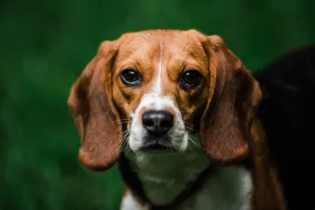 Close-up of a beagle standing in front of a deep green background.