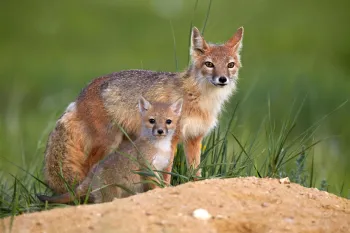 Swift foxes