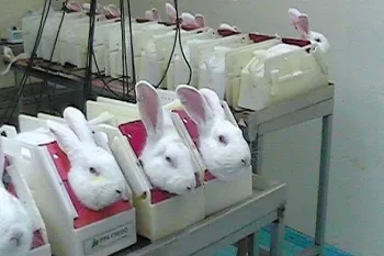 Laboratory setting, white rabbits are confined in individual restraining devices.