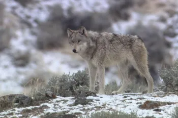 Gray wolf standing in a snowy landscape. 