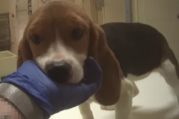 Young beagle puppy standing  in a laboratory setting with a gloved hand cradling the puppy's chin.