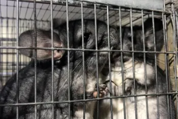 Romanian Chinchilla Farm Investigation