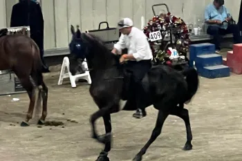 Tennessee walking horse