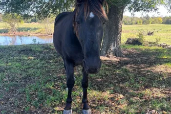 Pride, rescued from the Walking Horse industry