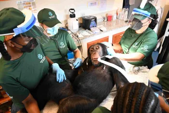 A team is treating a sedated chimpanzee on a clinic table.