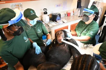 Health check ups for chimps at Second Chance Chimpanzee Refuge Liberia, August 2026, a sanctuary run by Humane World for Animals in Liberia.