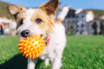 Jack Russell terrier dog playing with a ball in a park