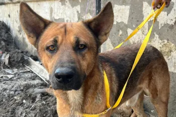 Conducting an assessment and doing food distribution and offering veterinary care to animals affected by the floods in central eastern Mexico, particularly the state of Veracruz.