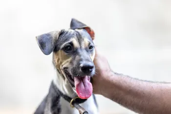 A brown and white dog receives head scratches while recovering from the dog meat trade at Jakarta Animal Aid Network (JAAN) Shelter and Clinic in Indonesia.