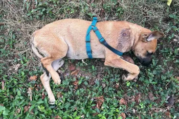  Tan dog wearing a teal harness is lying on its side on grass.