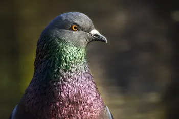Pigeon looking to the side