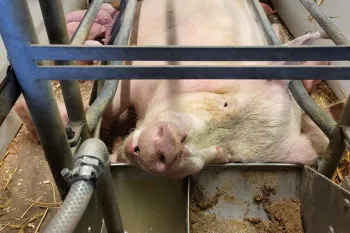 UK pig farm welfare issues