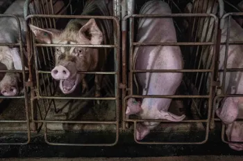 Several pigs confined in gestation crates.