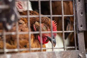 Hens suffering in battery cages in India